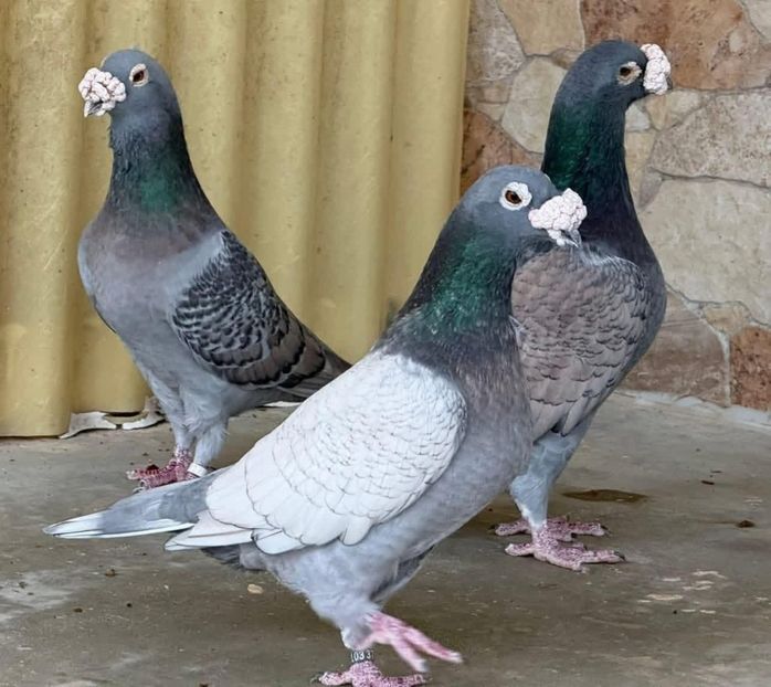  - Nu îmi aparțin 11