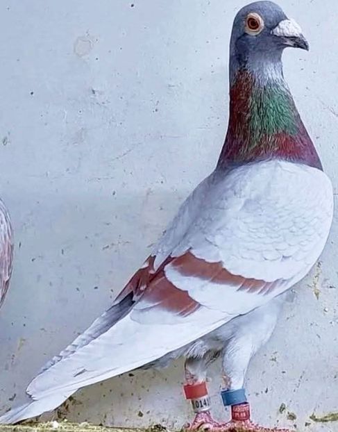  - Nu îmi aparțin 11