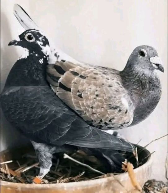  - Nu îmi aparțin 11