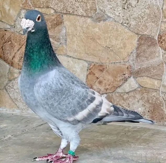  - Nu îmi aparțin 11