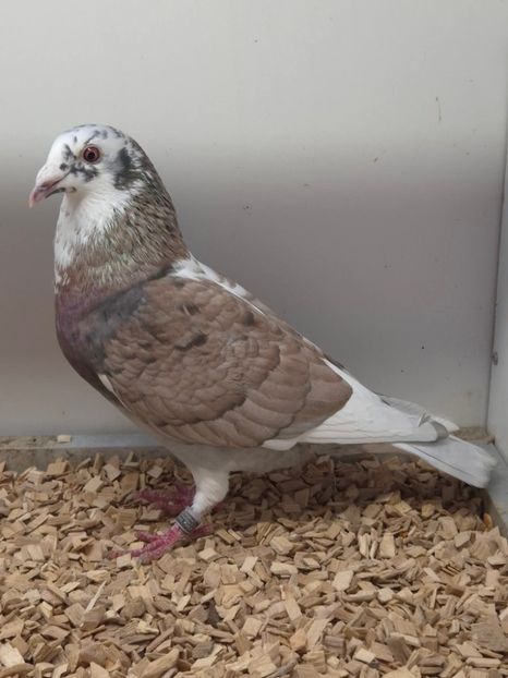  - Nu îmi aparțin 11