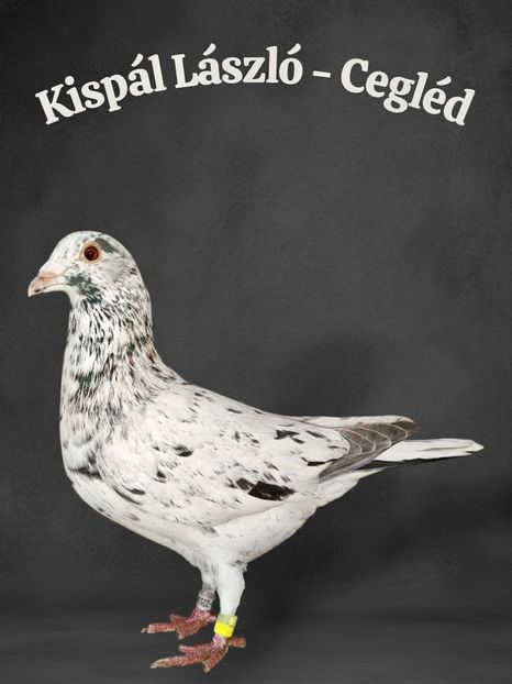  - Nu îmi aparțin 11