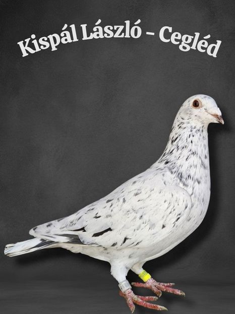  - Nu îmi aparțin 11