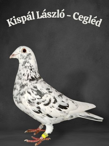  - Nu îmi aparțin 11