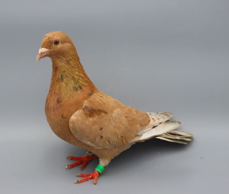  - Nu îmi aparțin 11