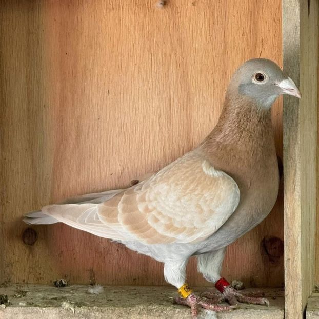  - Nu îmi aparțin 11