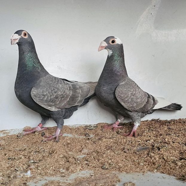  - Nu îmi aparțin 11