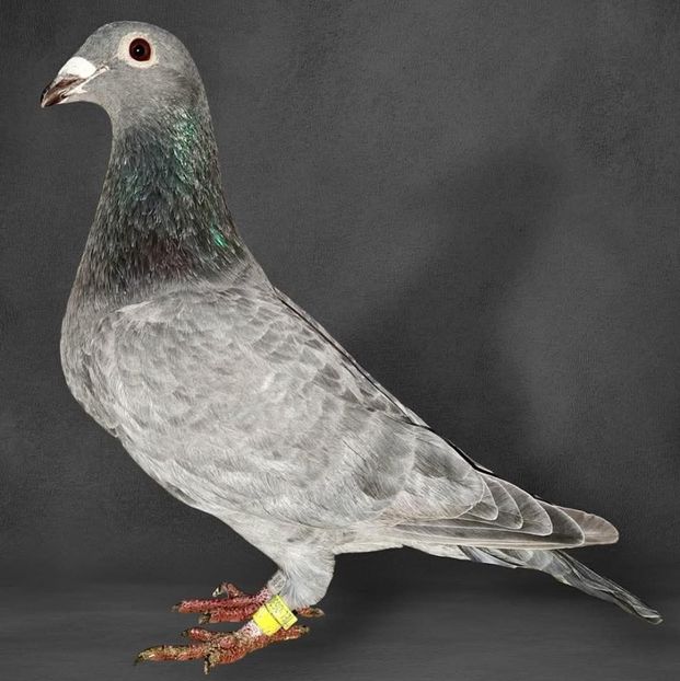  - Nu îmi aparțin 11