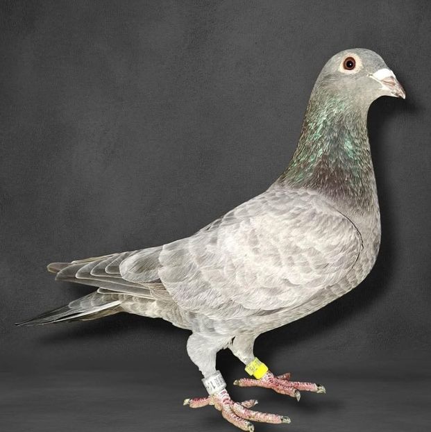  - Nu îmi aparțin 11