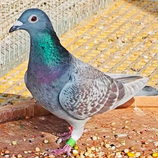  - Nu îmi aparțin 11