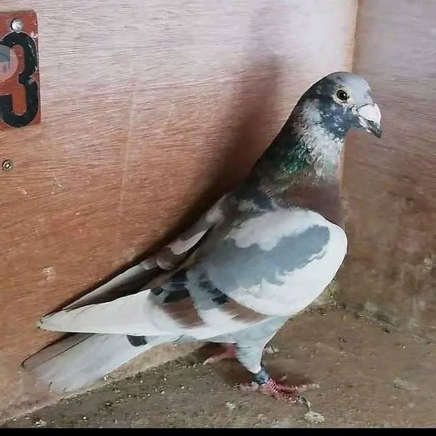  - Nu îmi aparțin 11