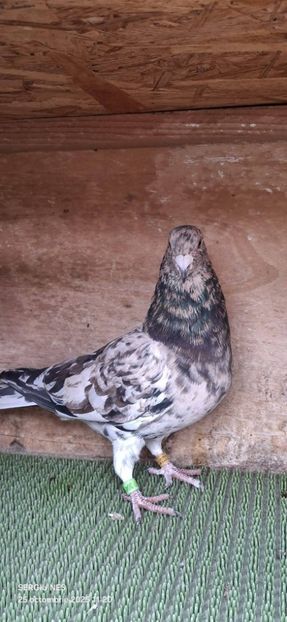  - Nu îmi aparțin 11