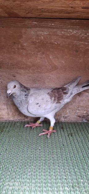  - Nu îmi aparțin 11