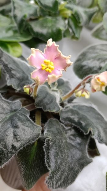  - AV-YANTARNAIA COMNATA