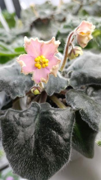  - AV-YANTARNAIA COMNATA