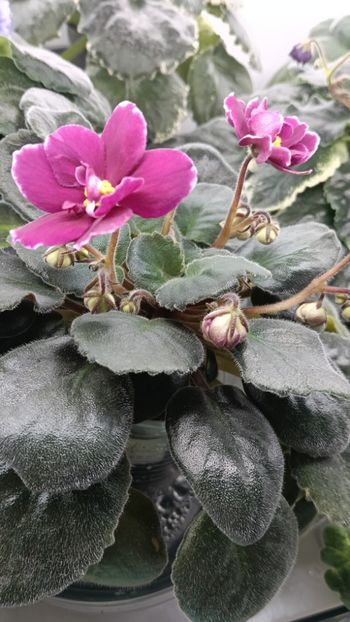  - AV- POSLEDNIE LIUBOVI SAMURAI