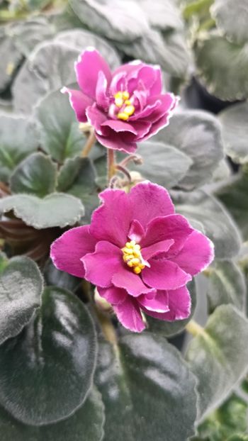  - AV- POSLEDNIE LIUBOVI SAMURAI