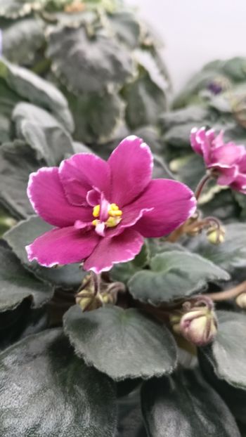  - AV- POSLEDNIE LIUBOVI SAMURAI