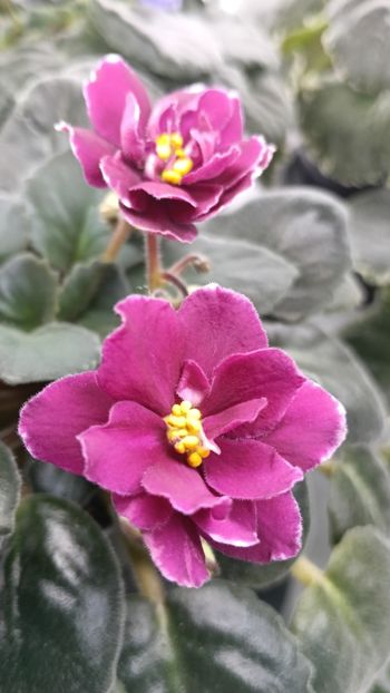  - AV- POSLEDNIE LIUBOVI SAMURAI