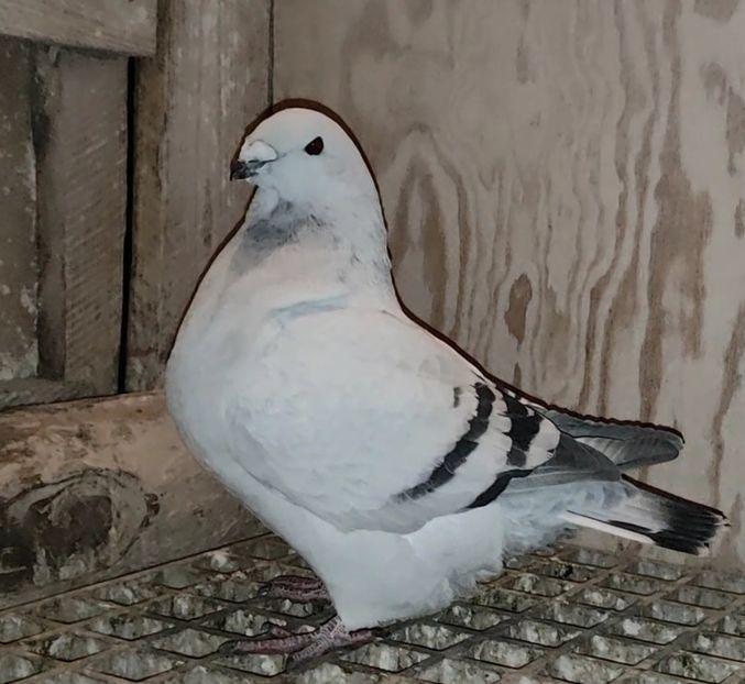 33 - c- MLODE 2025 YOUTH