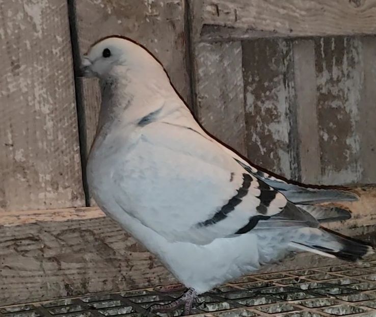 33 - c- MLODE 2025 YOUTH