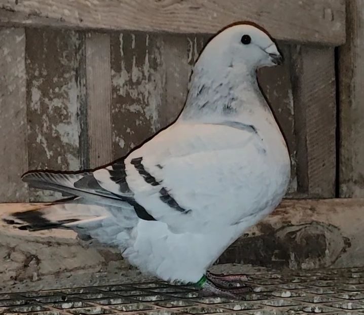 33 - c- MLODE 2025 YOUTH