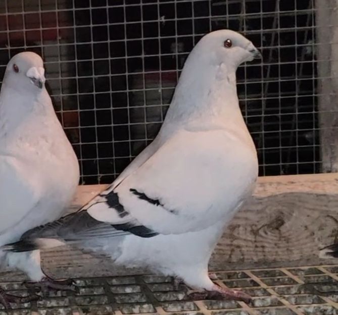 11 - c- MLODE 2025 YOUTH