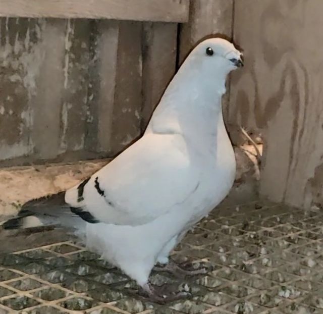 11 - c- MLODE 2025 YOUTH