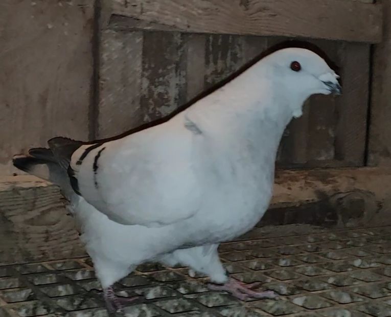 11 - c- MLODE 2025 YOUTH