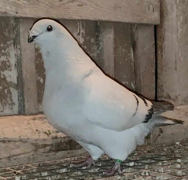 11 - c- MLODE 2025 YOUTH