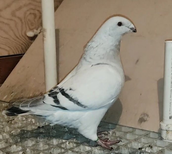 43 - c- MLODE 2025 YOUTH