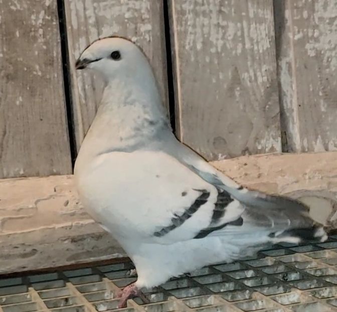 43 - c- MLODE 2025 YOUTH