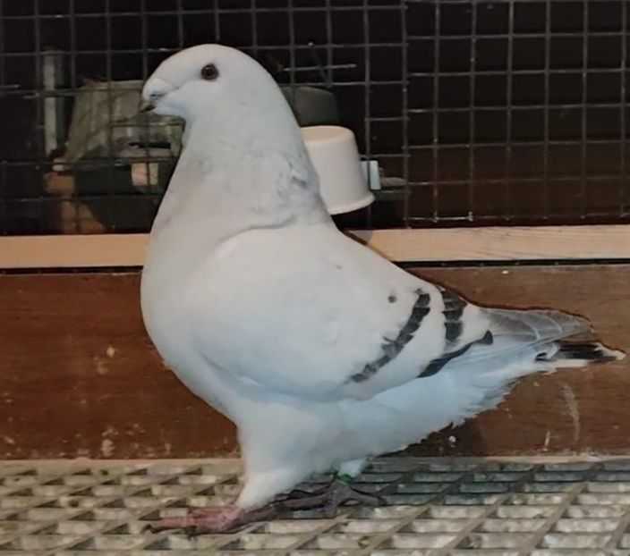 43 - c- MLODE 2025 YOUTH