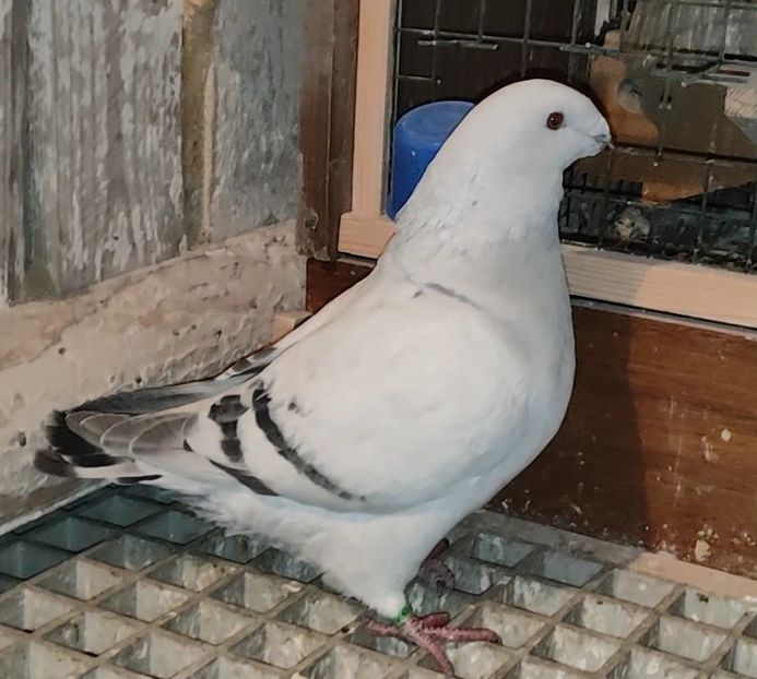 43 - c- MLODE 2025 YOUTH