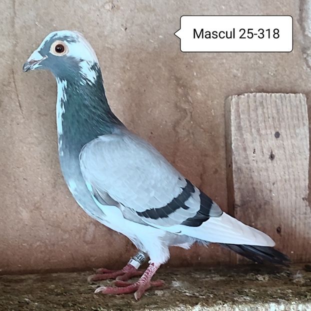 Mascul 25-318 - Porumbei vanduti