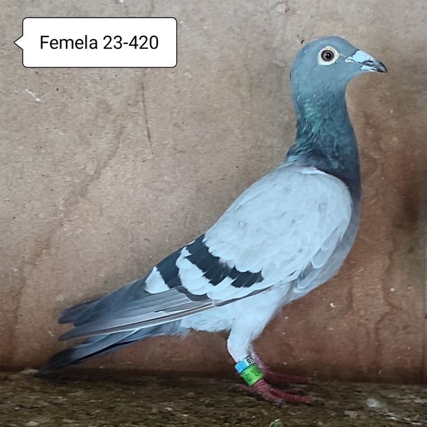 Femela 23-420 - Porumbei vanduti
