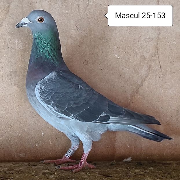 Mascul 25-153 - Porumbei vanduti