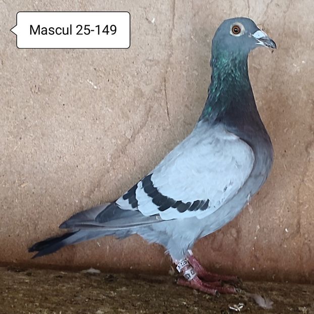 Mascul 25-149....-10 lei - 90 Porumbei de vanzare