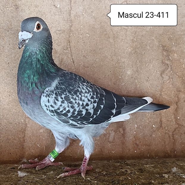Mascul 23-411 - Porumbei vanduti