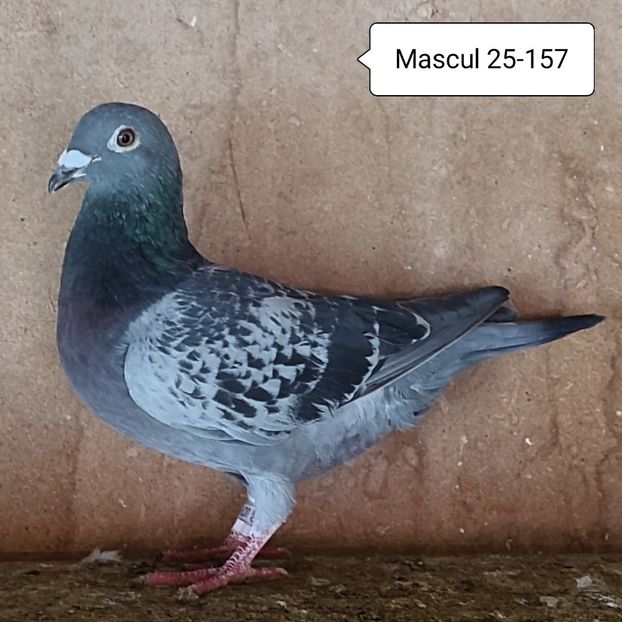 Mascul 25-157 - Stropit