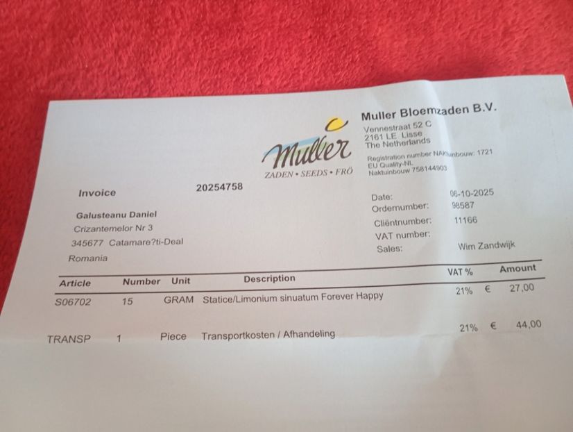  - Semințe limonium Olanda