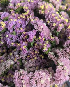  - Semințe limonium Olanda