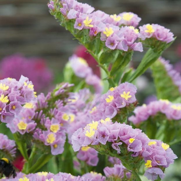  - Semințe limonium Olanda