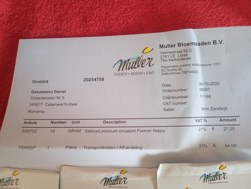  - Semințe limonium Olanda