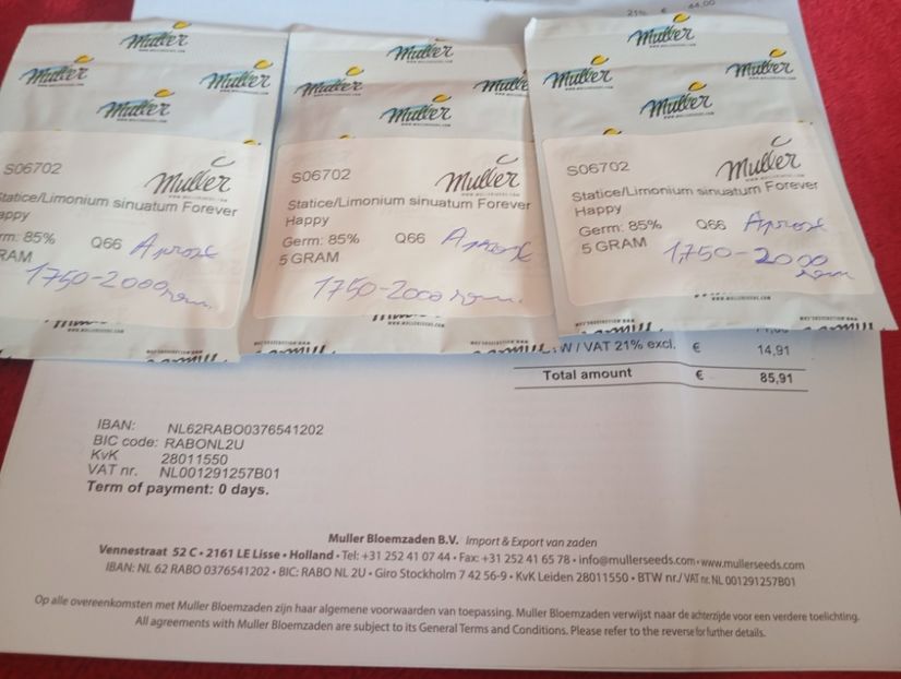  - Semințe limonium Olanda