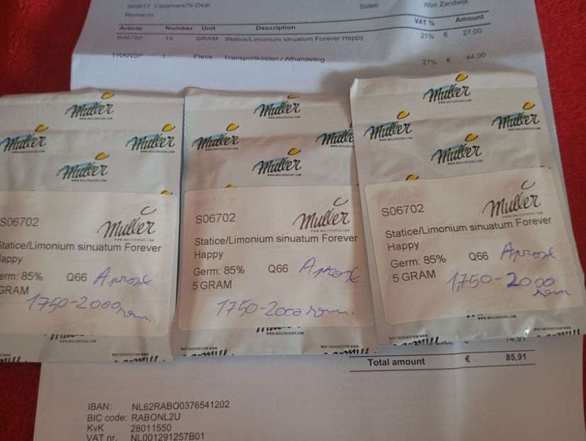  - Semințe limonium Olanda