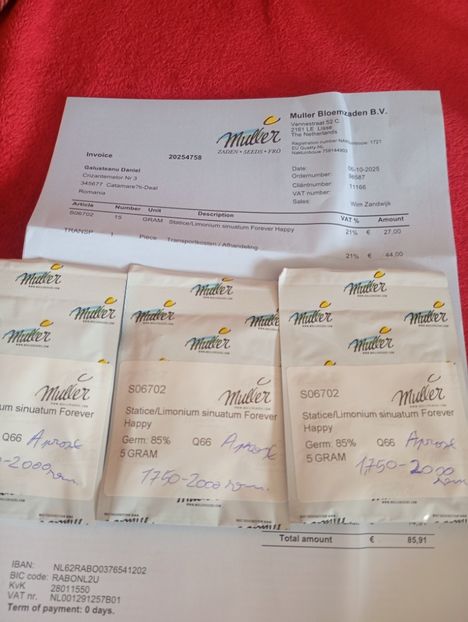  - Semințe limonium Olanda