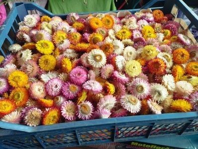  - Poze capuri imortele