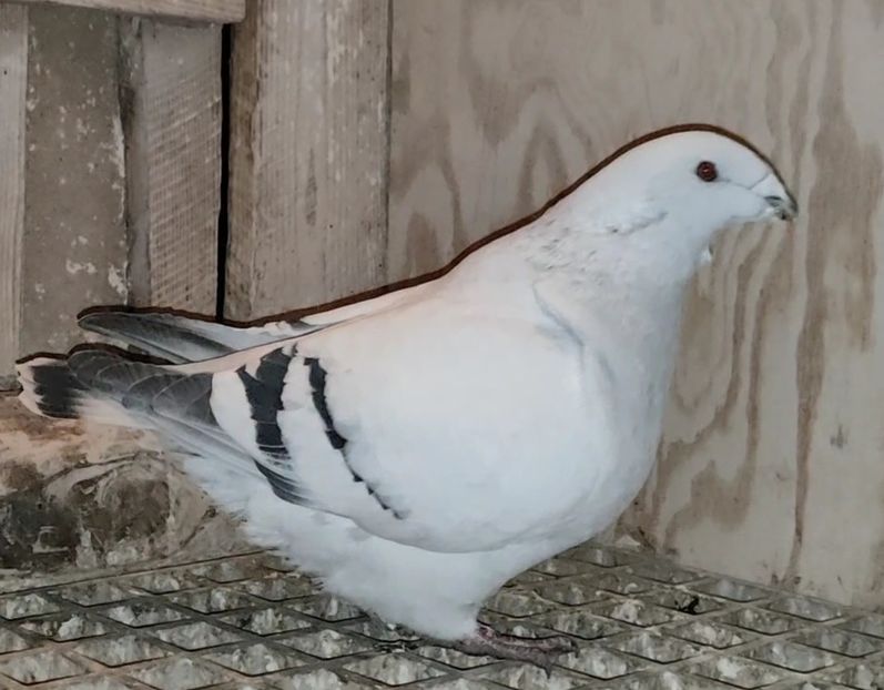 PL23-AA128 (51-24) - b- SAMICZKI-Females