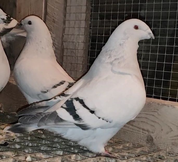 PL23-AA128 (51-24) - b- SAMICZKI-Females